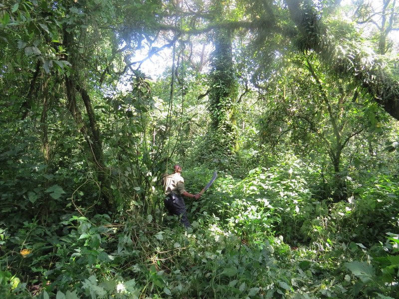 Virunga ranger
