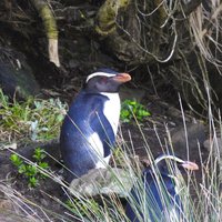 Fiordland penguins at Monro Beach