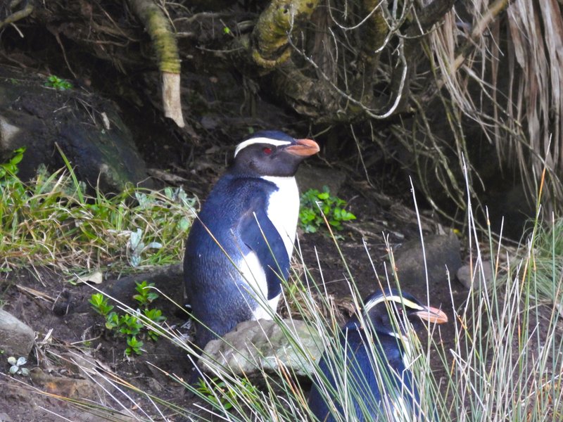 Fiordland penguins at Monro Beach