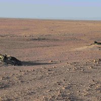 Welwitschia Plains