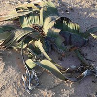 Welwitschia Plains flower close
