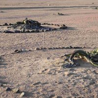 Welwitschia Plains more flowers