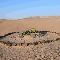 Welwitschia Plains one flower