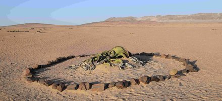 Welwitschia Plains