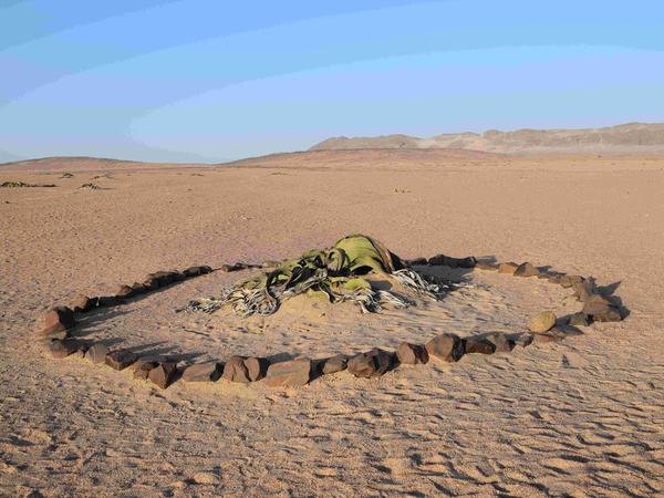 Welwitschia Plains one flower