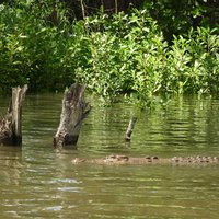 Daintree River, Wet Tropics