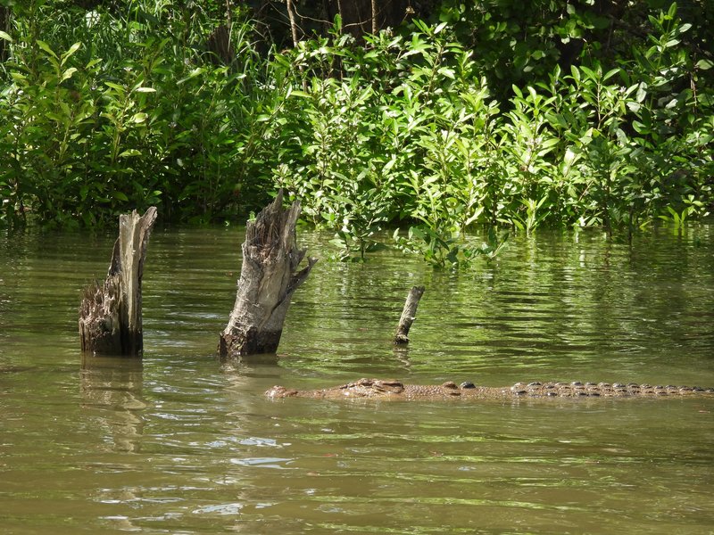 Daintree River, Wet Tropics