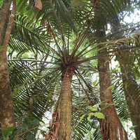Hope's Cycad, Wet Tropics