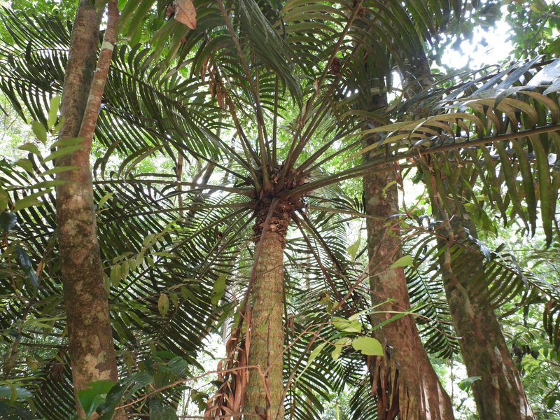 Hope&#x27;s Cycad, Wet Tropics