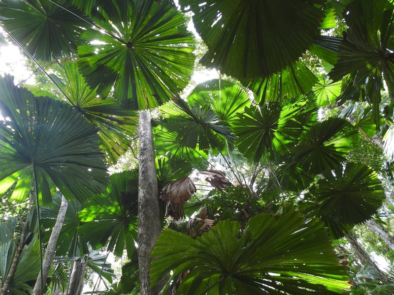 Fan palms at Wet Tropics