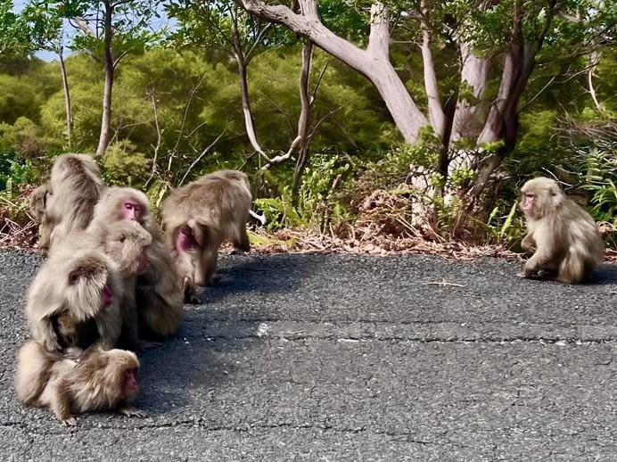 Yakushima Monkey