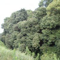 Mozu-Furuichi Kofun: Yashimazuka Kofun