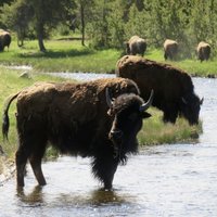 Yellowstone