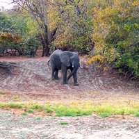 Parc national de Zakouma