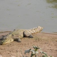 Parc national de Zakouma