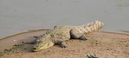 Parc national de Zakouma