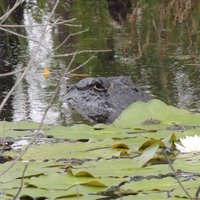 Okefenokee alligator