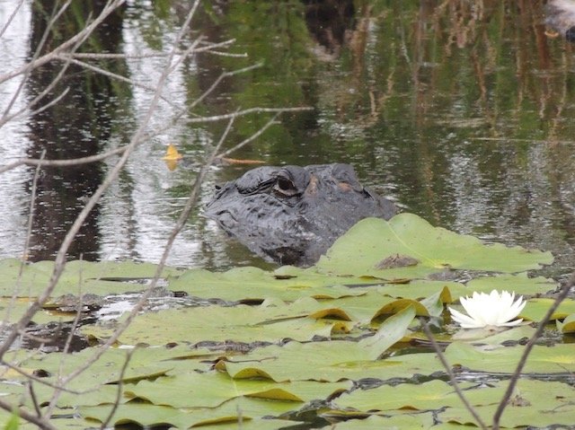Okefenokee alligator