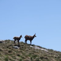 Durmitor: Balkan Chamois with kid
