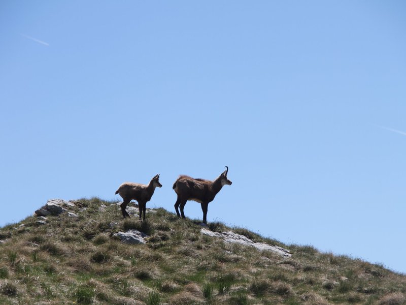 Durmitor: Balkan Chamois with kid