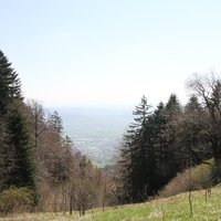 Primeval Beech Forests: Bettlachstock
