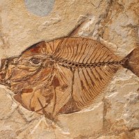 Fossil Museum of Bolca by Roman Bruehwiler