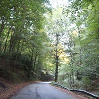 Primeval Beech Forests: Pavari-Sfilzi (Foresta Umbra)