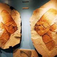 Eocene Marine Biodiversity of the Alpone Valley