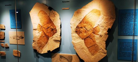 Eocene Marine Biodiversity of the Alpone Valley