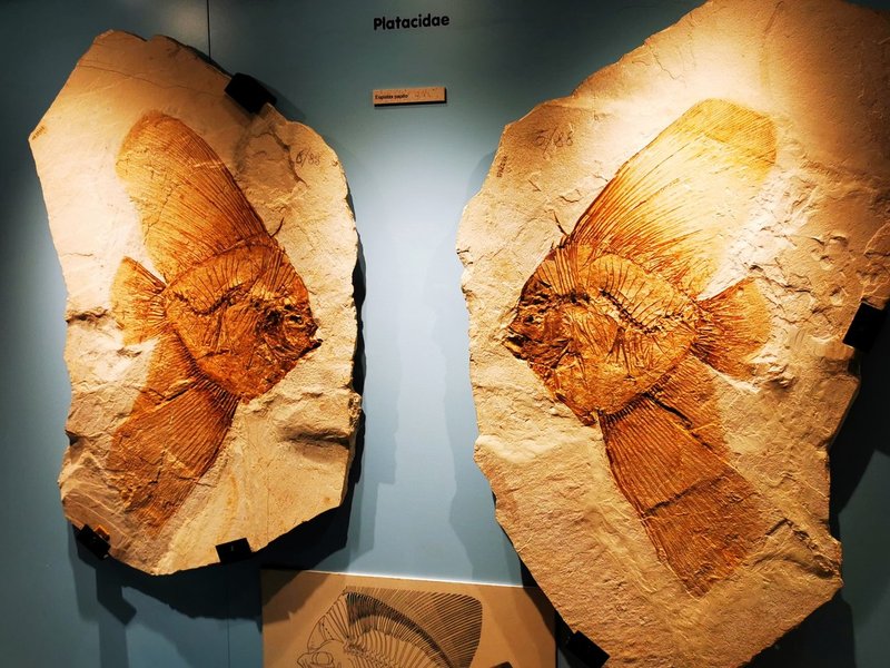 Eocene Marine Biodiversity of the Alpone Valley by Jan-Willem