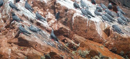 Guano Islands, Islets, and Capes National Reserve 