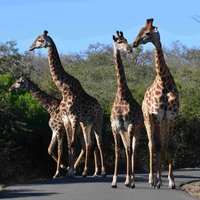 iSimangaliso Wetland Park giraffes