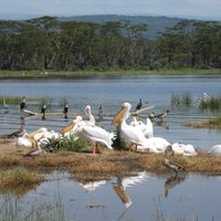 Lake Nakuru Kenya