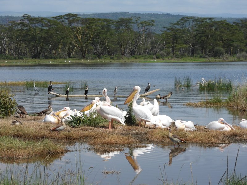 Lake Nakuru Kenya