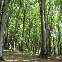 Primeval Beech Forests: Monte Cimino