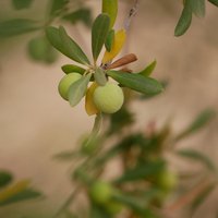 The Olive Grove Landscapes of Andalusia