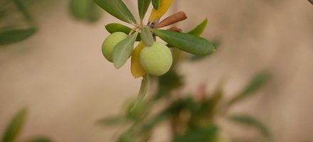 The Olive Grove Landscapes of Andalusia