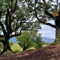 Laurisilva of Madeira by Aitia