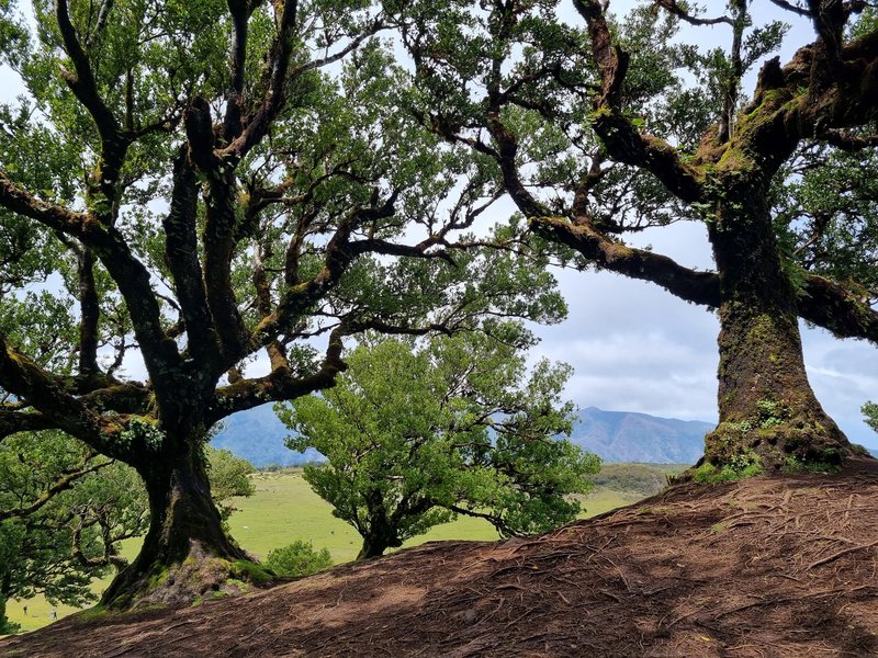 Laurisilva of Madeira by Aitia
