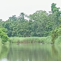 Wading Rhinos