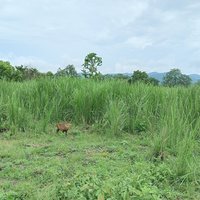 Endangered Indian Hog Deer