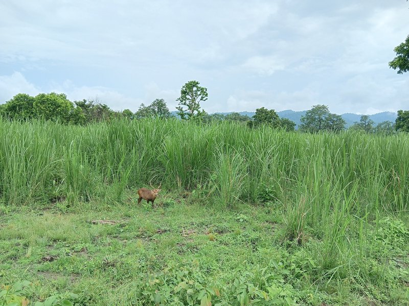 Endangered Indian Hog Deer