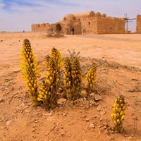 Quseir Amra by J_neveryes