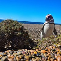 Peninsula Valdes by J_neveryes