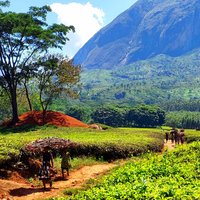 Mount Mulanje Cultural Landscape