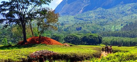 Mount Mulanje Cultural Landscape