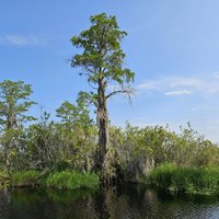 Okefenokee National Wildlife Refuge by Jay T