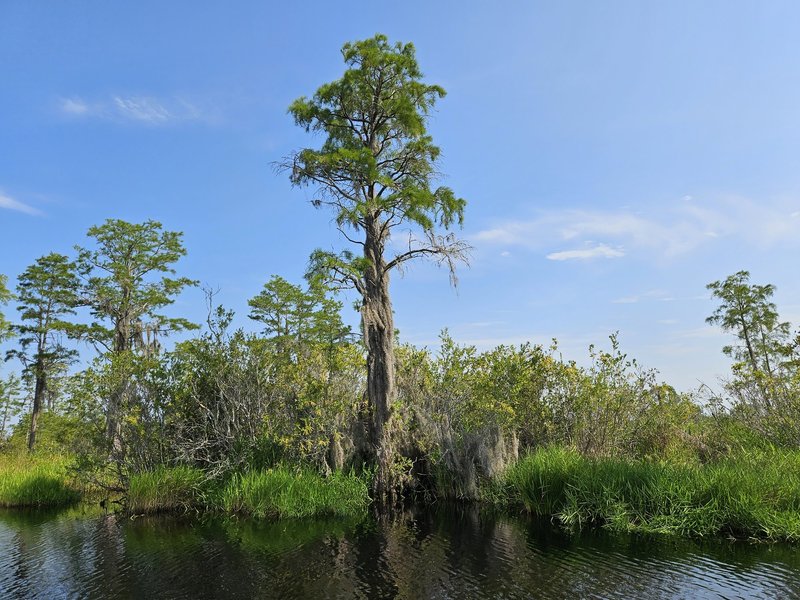 Okefenokee National Wildlife Refuge by Jay T