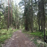 Bialowieza Forest