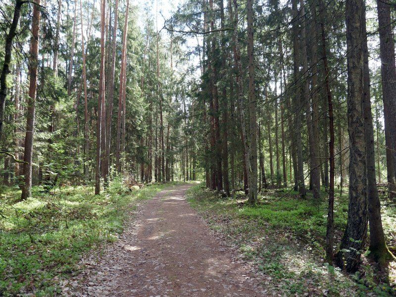 Bialowieza Forest